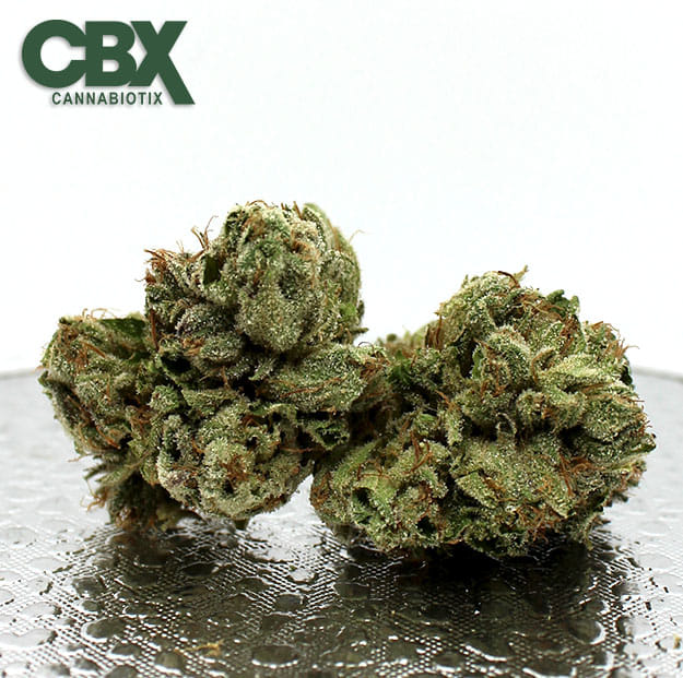 Cannabiotix - Grape Gasby - 3.5g - Cannabiotix -  - $49.98 - Indoor Flowers