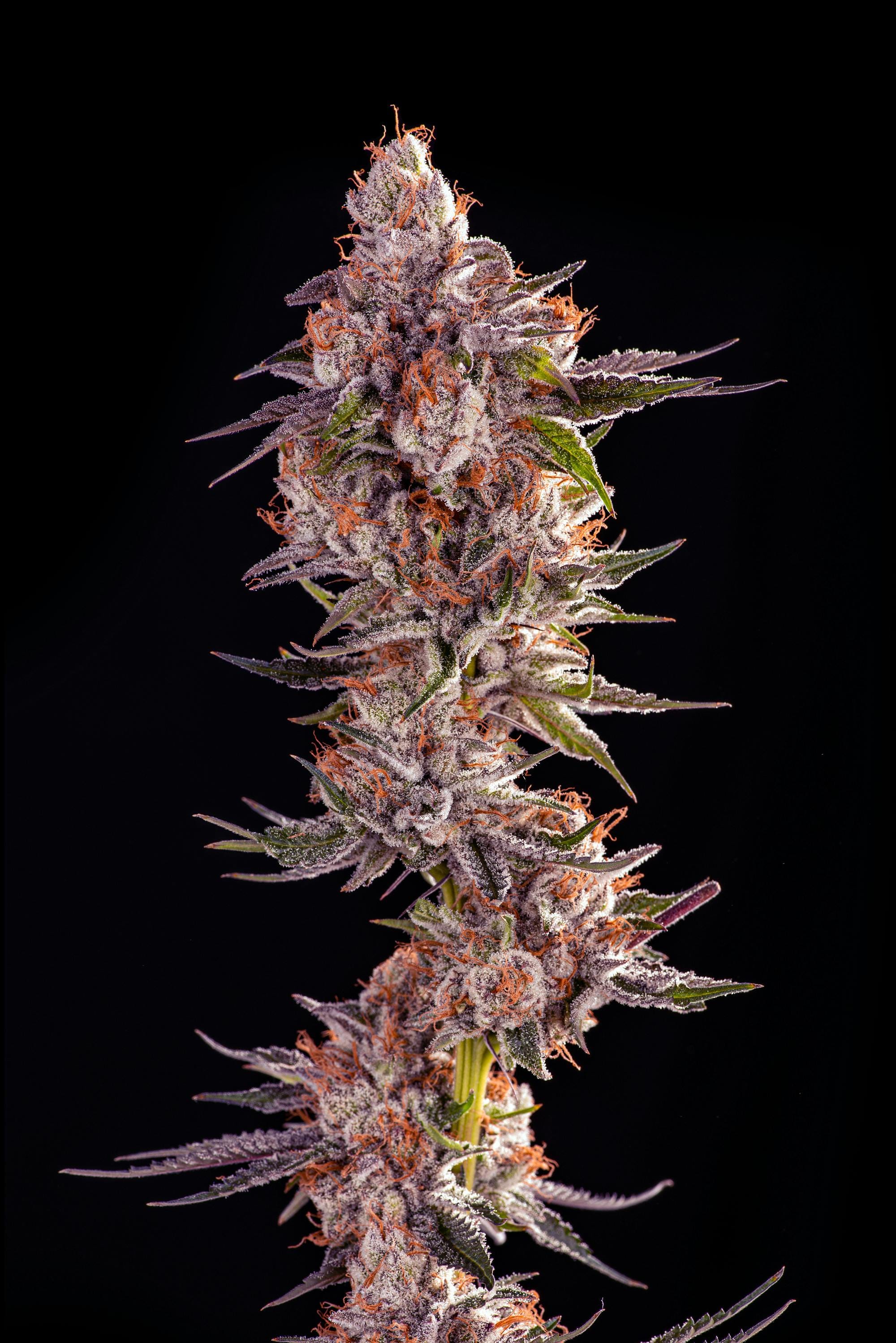 Watermelon Punch 3.5g - Decibel Gardens -  - $60 - Flower