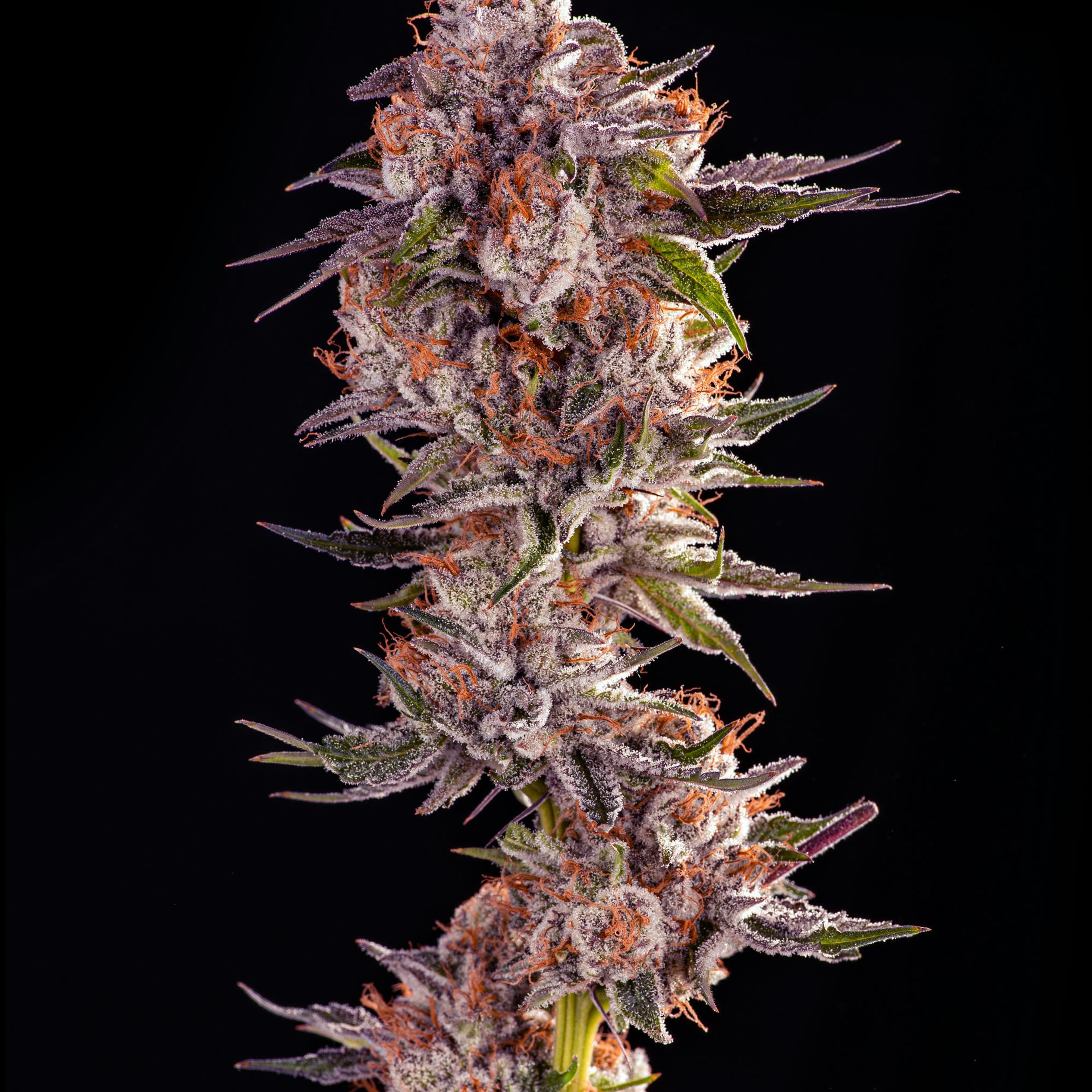 Watermelon Punch 3.5g - Decibel Gardens - - $60 - Flower