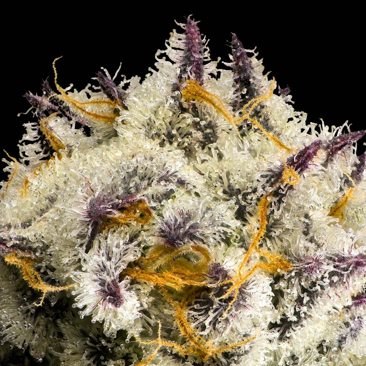 FKAFL 3.5g Flower - Maven Genetics -  - $39.61 - Flowers