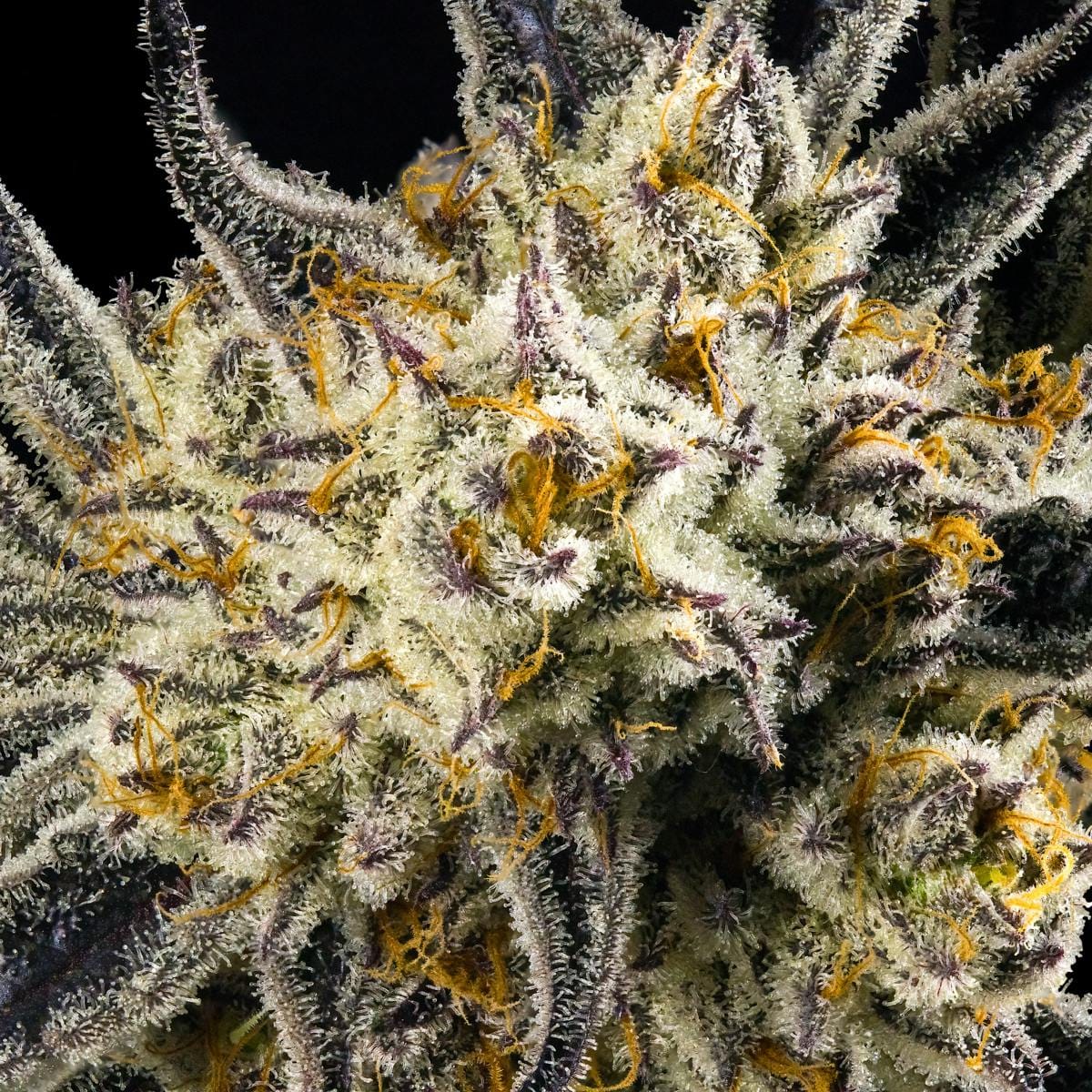 FKAFL 3.5g Flower - Maven Genetics -  - $39.61 - Flowers