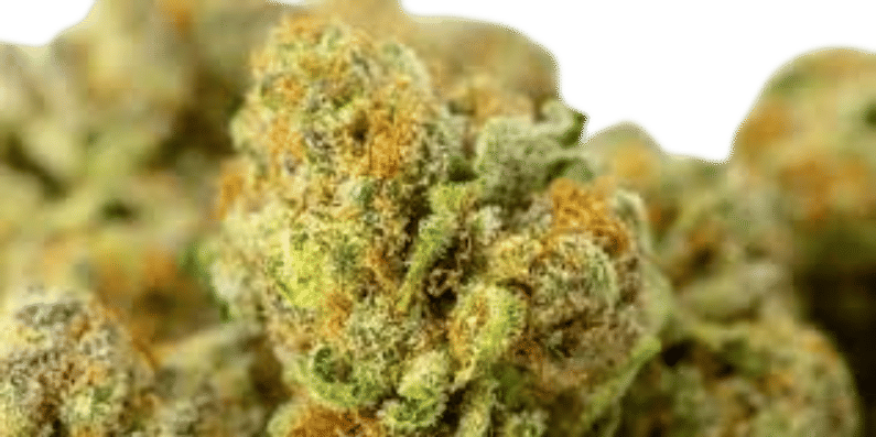 GMO - Indoor Flower - Willow Creekside Farms - Eighth - $29.99 - 4mo+ Flower (Date in Description)