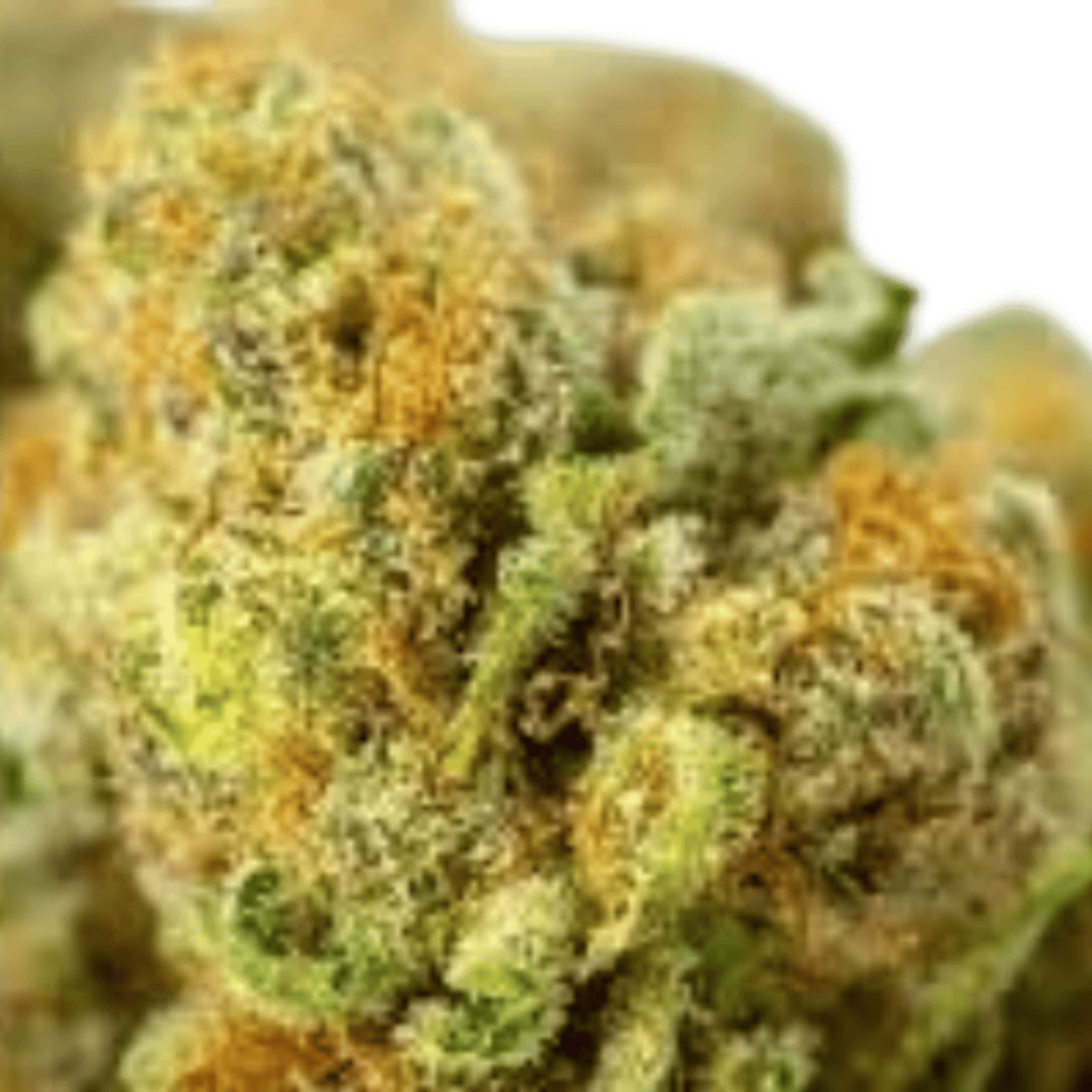 GMO - Indoor Flower - Willow Creekside Farms - Eighth - $29.99 - 4mo+ Flower (Date in Description)