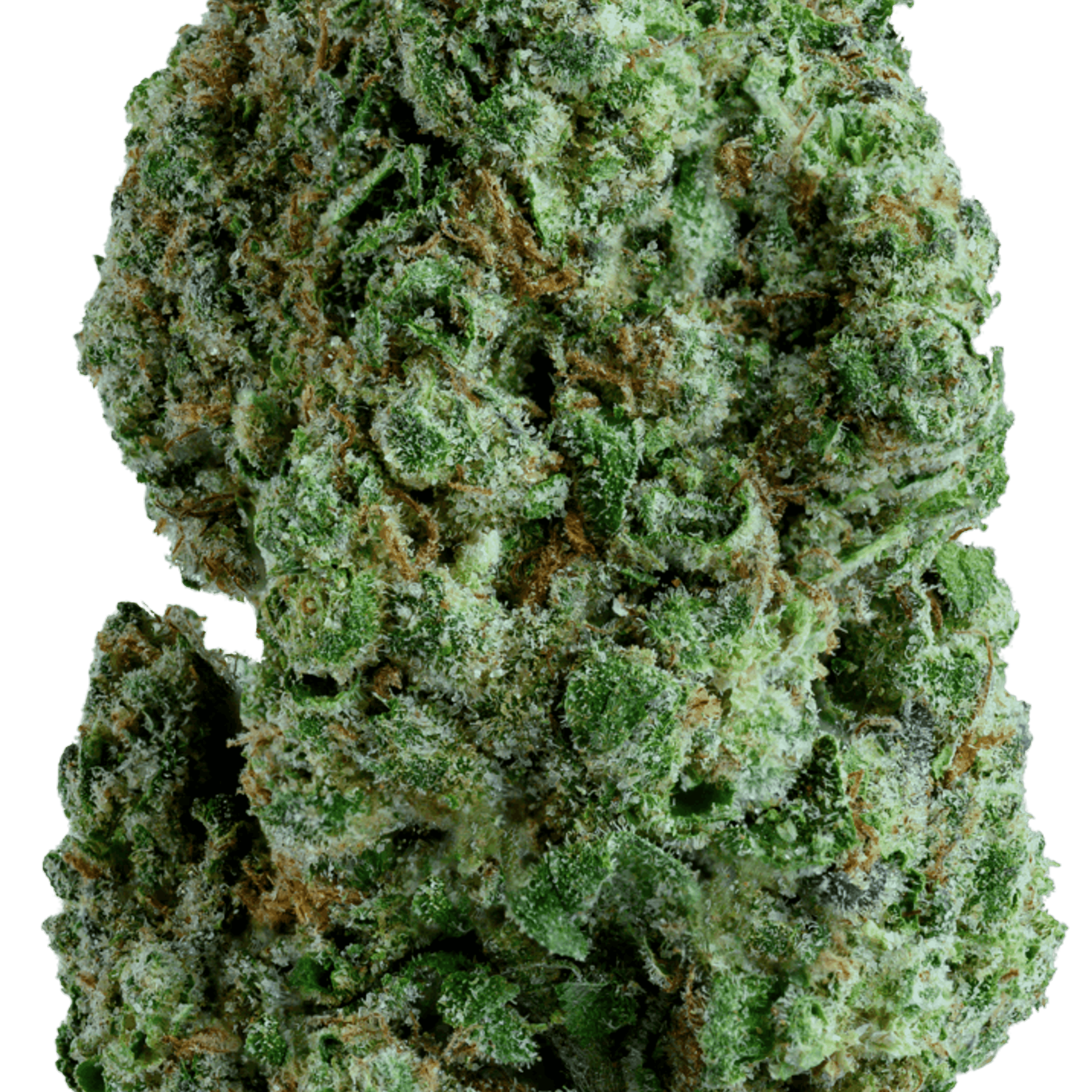 Lemon Cherry Sherbet 36% - 7G Smalls - Gold Standard - Lemon Cherry Sherbet (I) - $32 - Flower