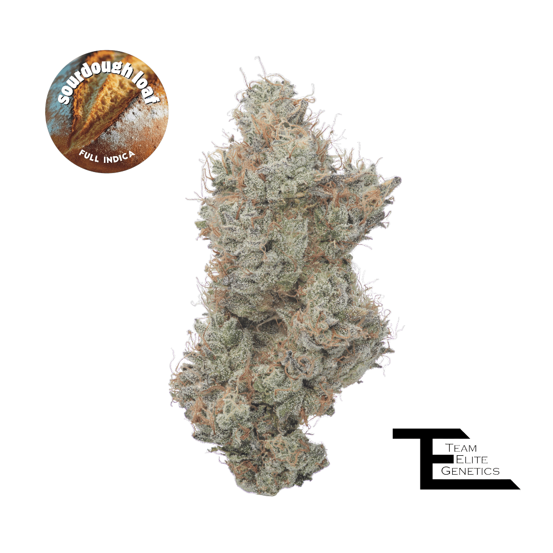 Sourdough Loaf 3.5g - Team Elite Genetics -  - $62.50 - Flowers