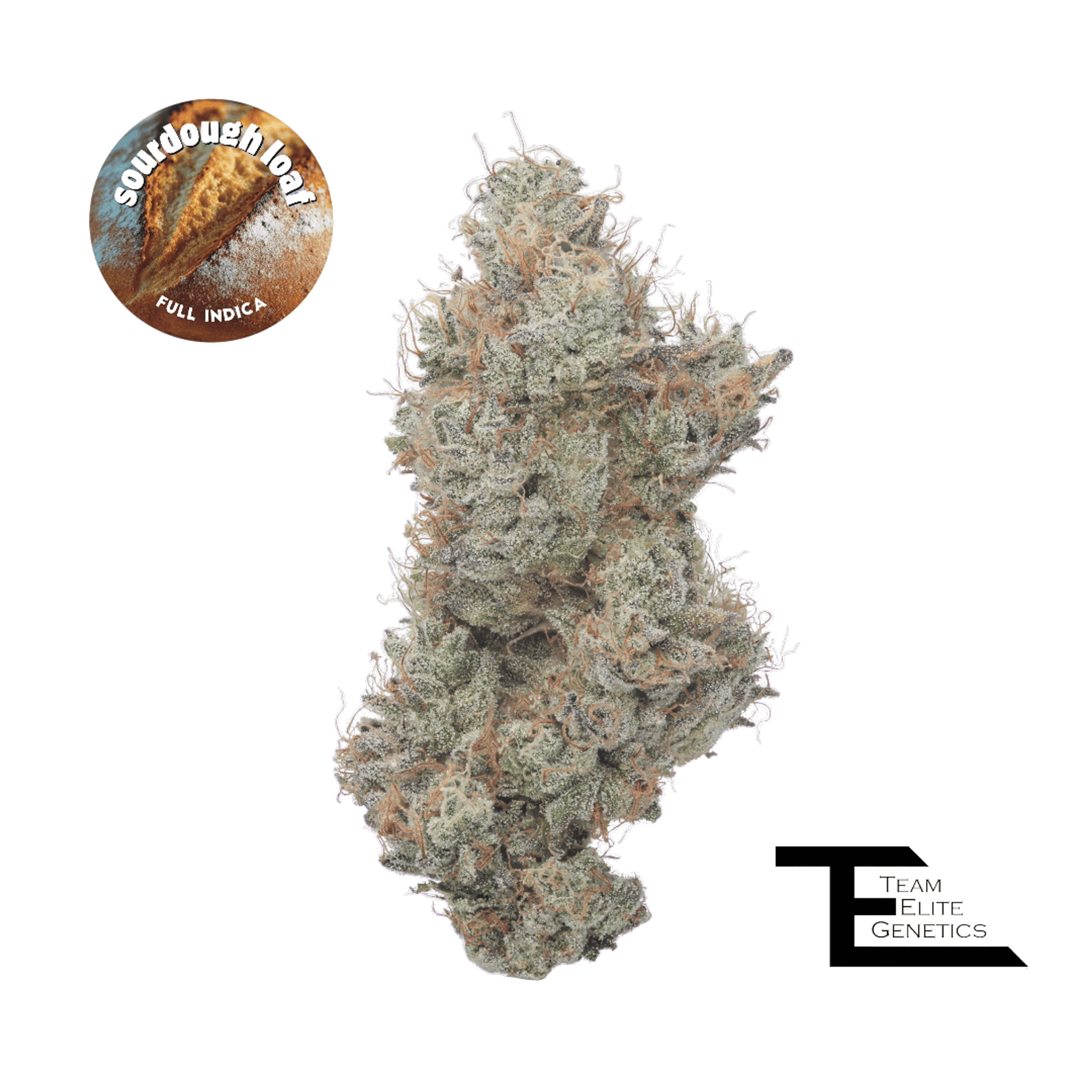 Sourdough Loaf 3.5g - Team Elite Genetics - - $62.50 - Flowers