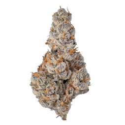 El Chivo #5 - Jar - Indoor Flower - Sense - Eighth - $49.99 - Flower