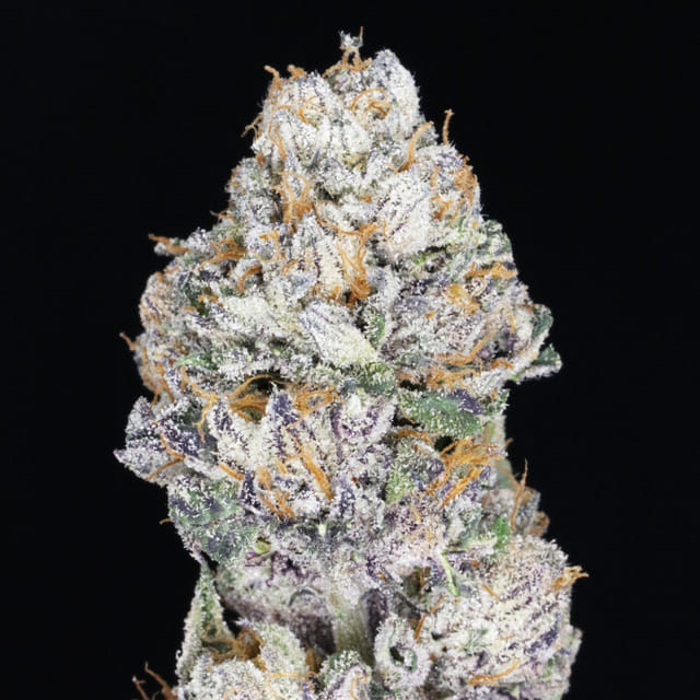 Bacio JAHlato 🍪 (Gelato #41 x white runtz)