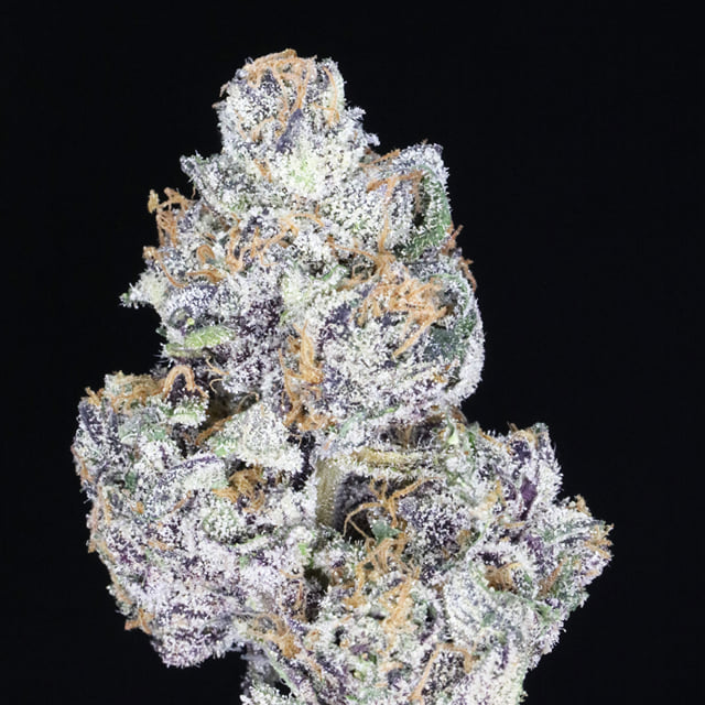 Sweet Tartz🍬 (Lemon Cherry Gelato x Bubble Gum)