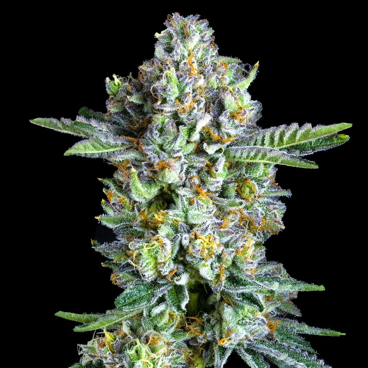 SOUR SANGRIA 3.5G - MAVEN GENETICS -  - $38.75 - Flowers