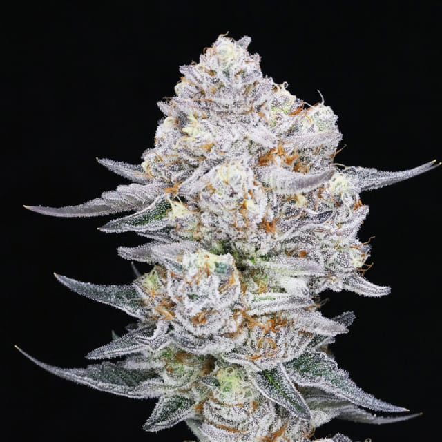 Blueberry Cheesecake 🫐🍰 - (JAHberry cheesecake) Indica