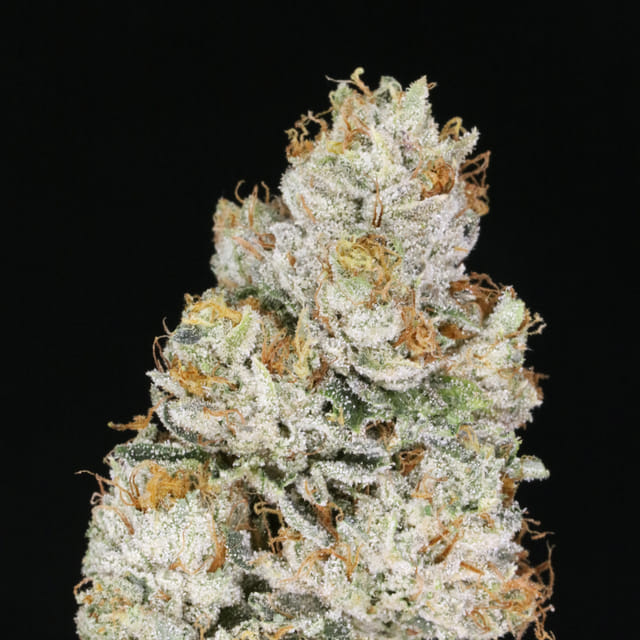 Skywalker OG Kush🔥
