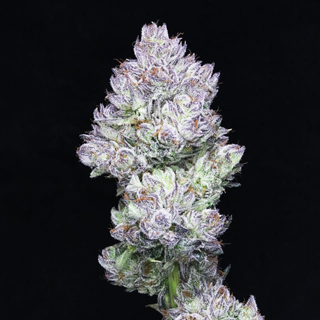Orange JAH 🍊 (Afghani Orange x Runtz)