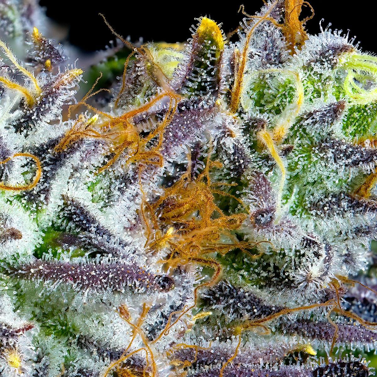 SOUR SANGRIA 3.5G - MAVEN GENETICS -  - $38.75 - Flowers
