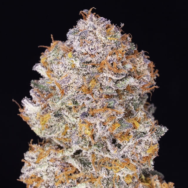 JAHlly Rancher πππ (Purple Haze x Bubble Gum)
