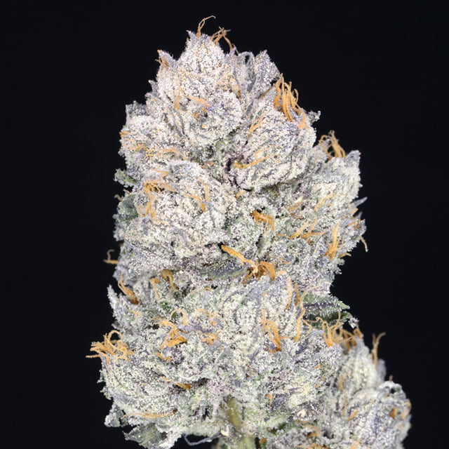 Grape JAH 🍇 (Grape Kush x Runtz)