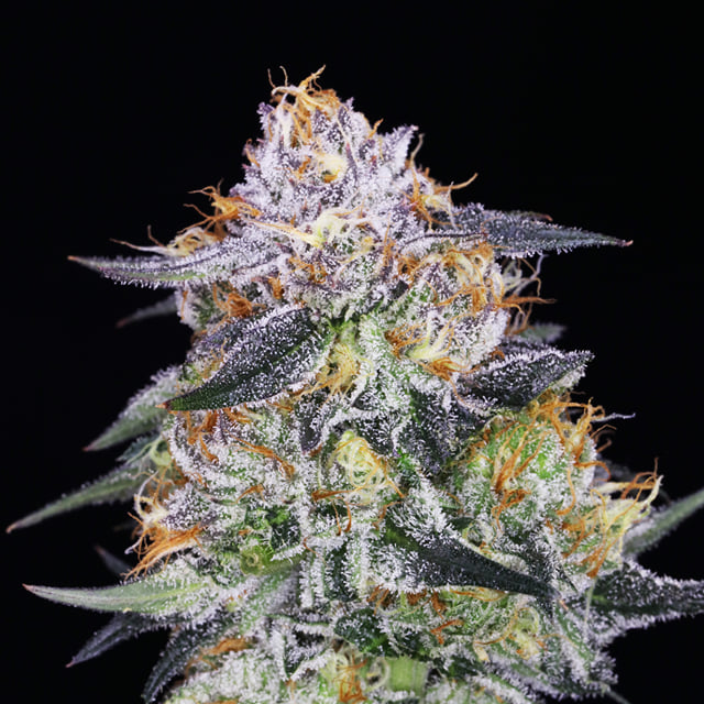 Rainbow JAH 🌈🍧 (Sherbert x Tangie Glue)