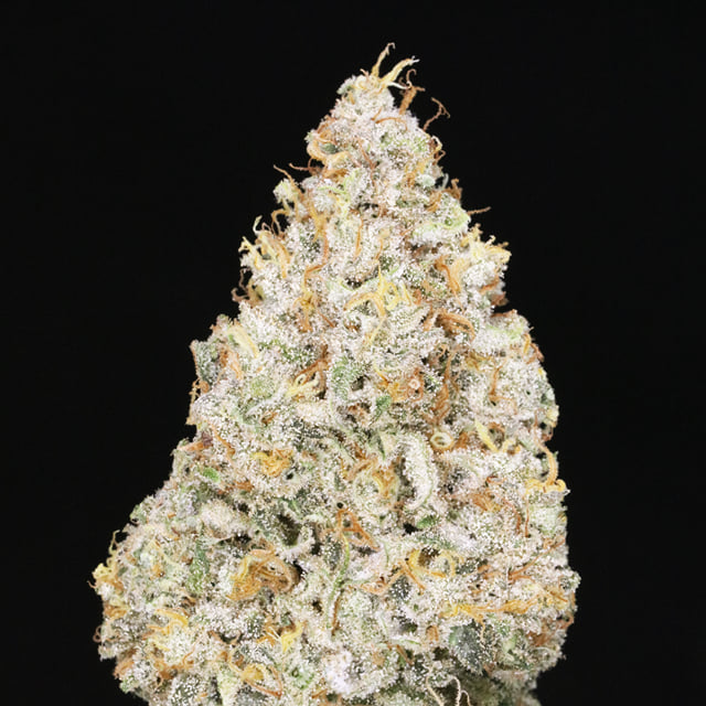 JAH HAZE 🏝🍍 ( Hawaiian Gold)
