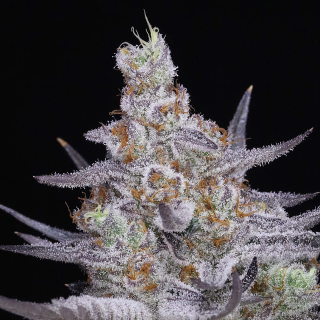Banana JAH 🍌 (Banana Haze)