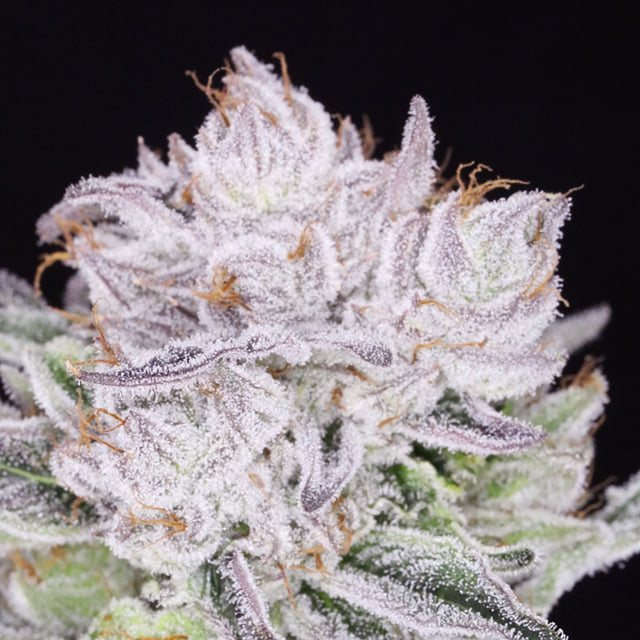 Strawberry Rozè 🌹 🍾 (Strawberry Cough x OG Kush)