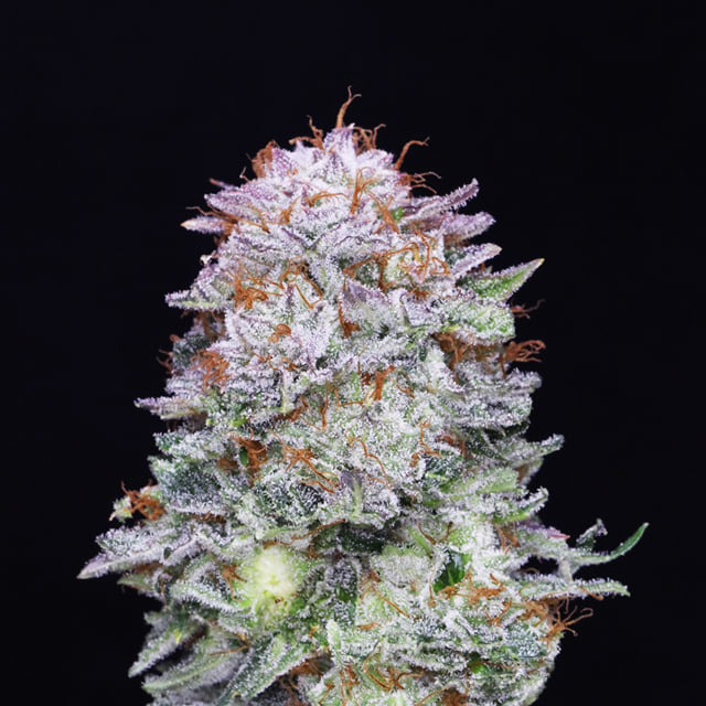 Orange π Chicken π (OG Kush x Tangie)