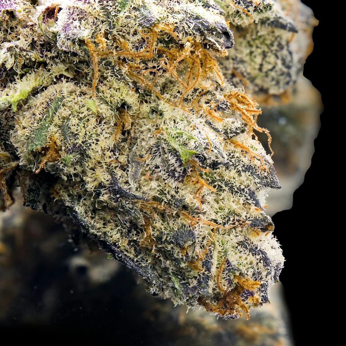 SOUR SANGRIA 3.5G - MAVEN GENETICS -  - $38.75 - Flowers
