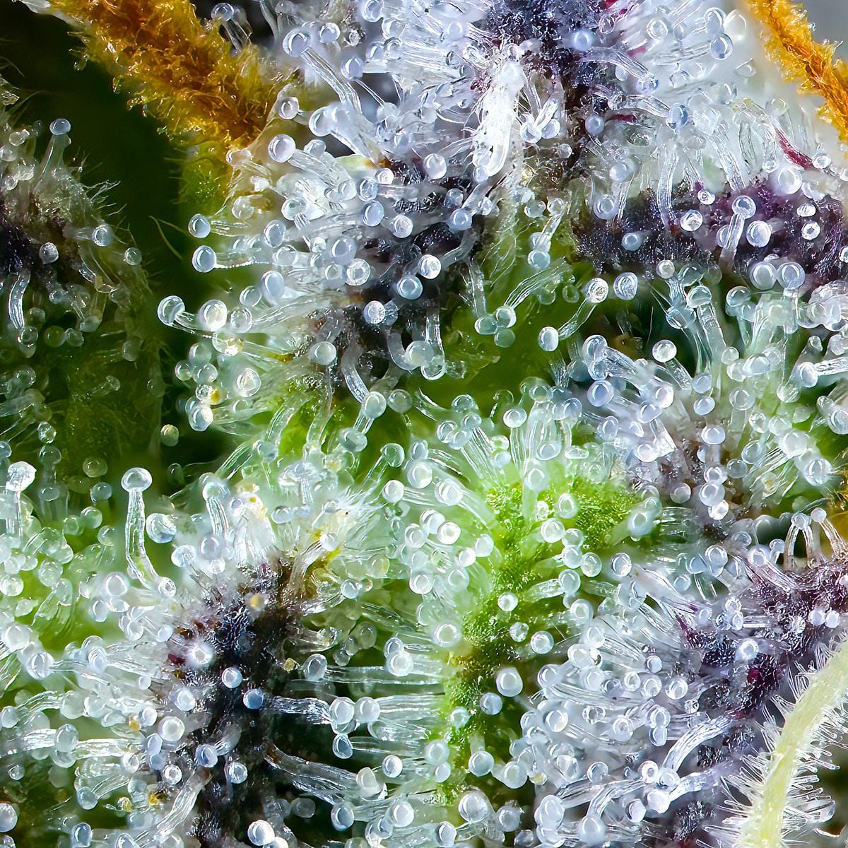 SOUR SANGRIA 3.5G - MAVEN GENETICS -  - $38.75 - Flowers