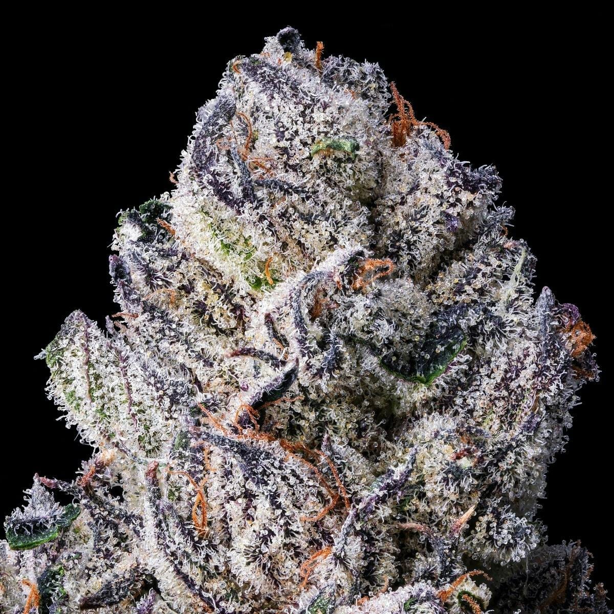 98K Goldies Infused Pre-Rolls 5-Pack [3g] - Maven Genetics -  - $25.21 - Pre-Rolls