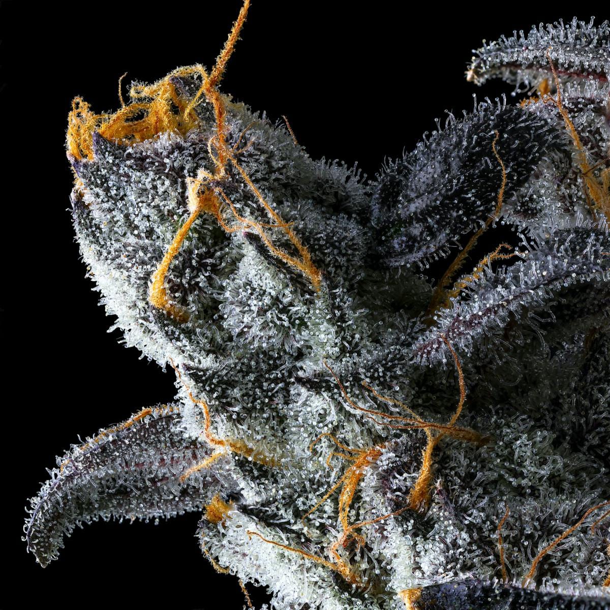 French Lotus Goldies Infused Pre-Rolls 5-Pack [3g] - Maven Genetics -  - $25.21 - Pre-Rolls