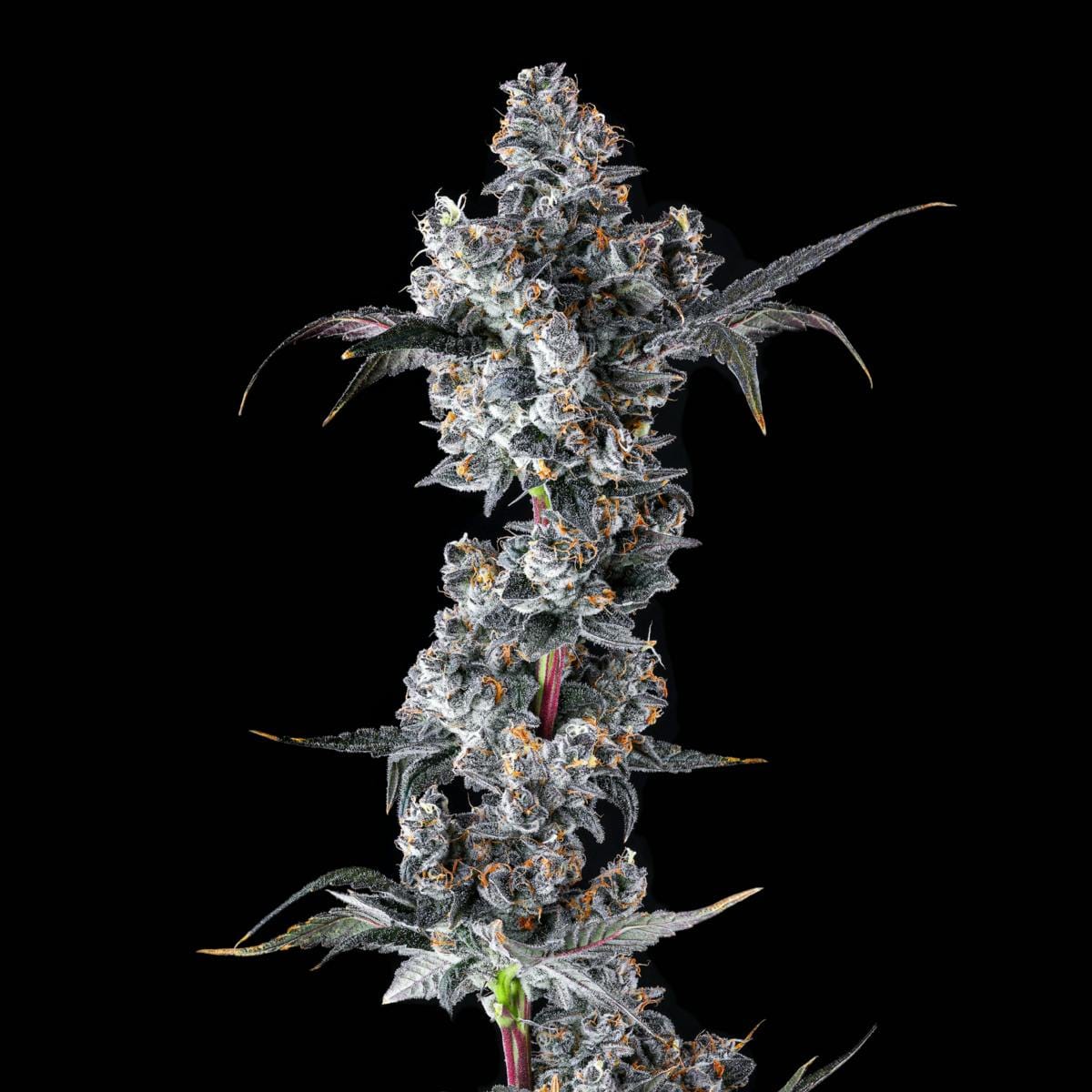 French Lotus Goldies Infused Pre-Rolls 5-Pack [3g] - Maven Genetics -  - $25.21 - Pre-Rolls