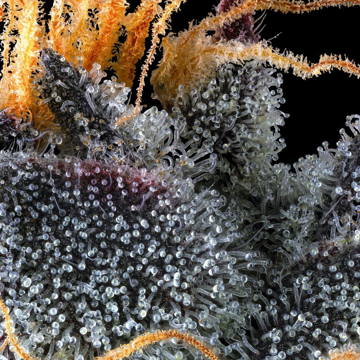 French Lotus Goldies Infused Pre-Rolls 5-Pack [3g] - Maven Genetics -  - $25.21 - Pre-Rolls