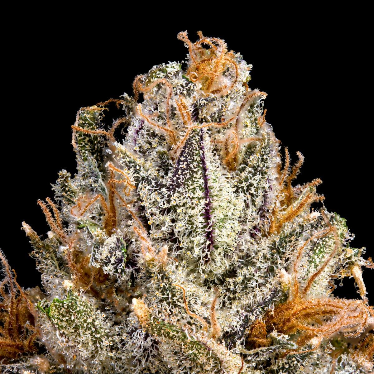 BluZangria Goldies Infused Pre-Rolls 5-Pack [3g] - Maven Genetics -  - $25.21 - Pre-Rolls