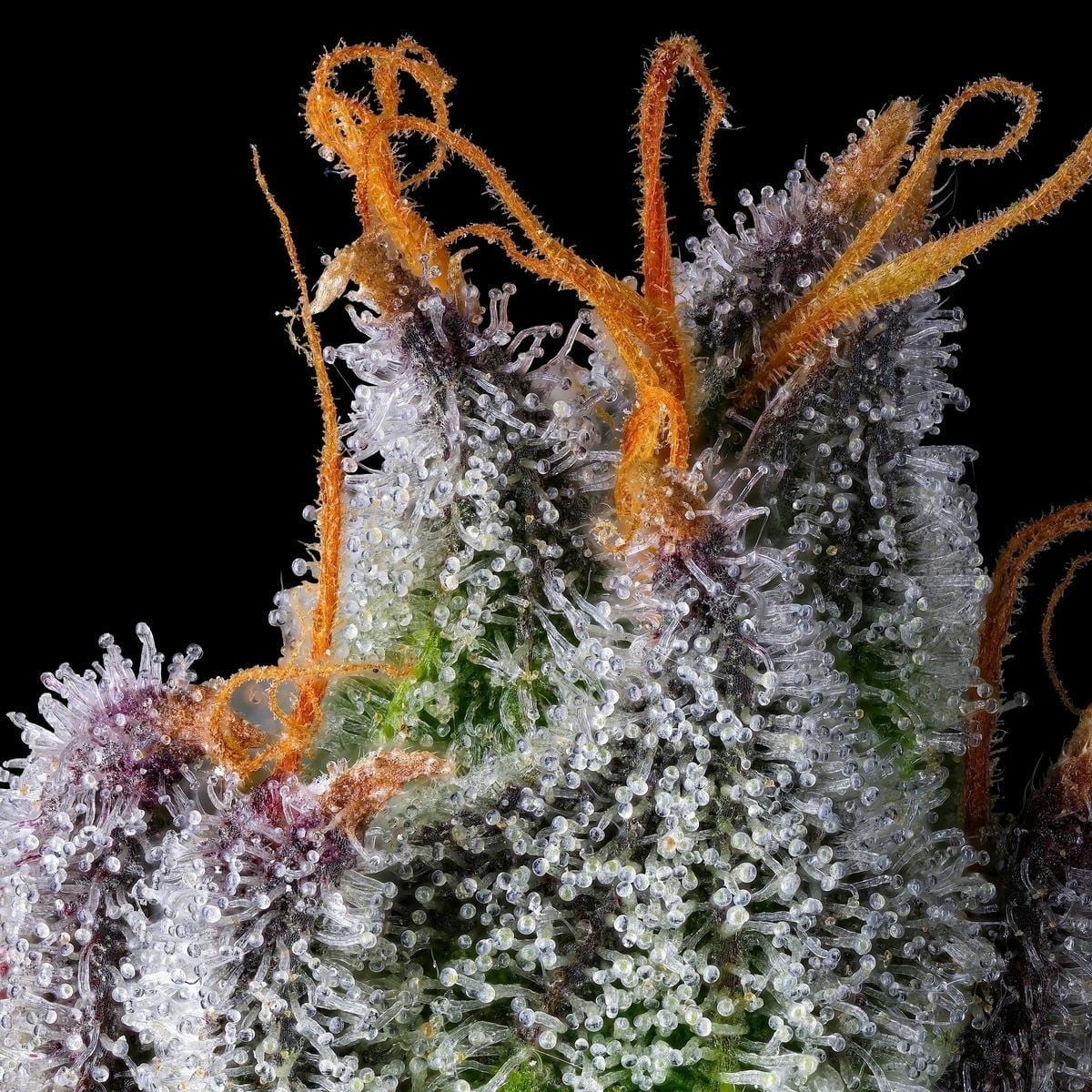 BluZangria Goldies Infused Pre-Rolls 5-Pack [3g] - Maven Genetics -  - $25.21 - Pre-Rolls