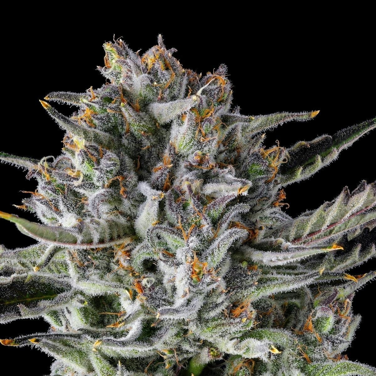 BluZangria Goldies Infused Pre-Rolls 5-Pack [3g] - Maven Genetics -  - $25.21 - Pre-Rolls