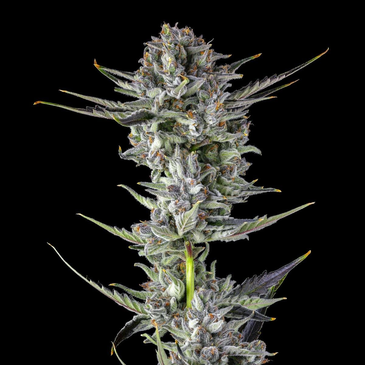 BluZangria Goldies Infused Pre-Rolls 5-Pack [3g] - Maven Genetics -  - $25.21 - Pre-Rolls