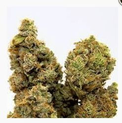 Dirty Taxi - Redwood Roots - eighth - $28 - Flowers