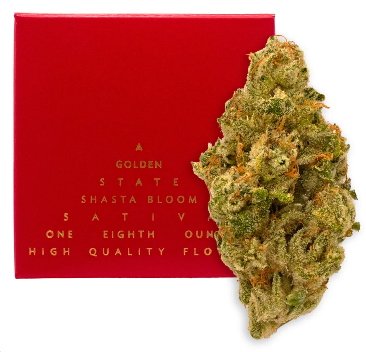 Golden State Canna — Shasta Bloom