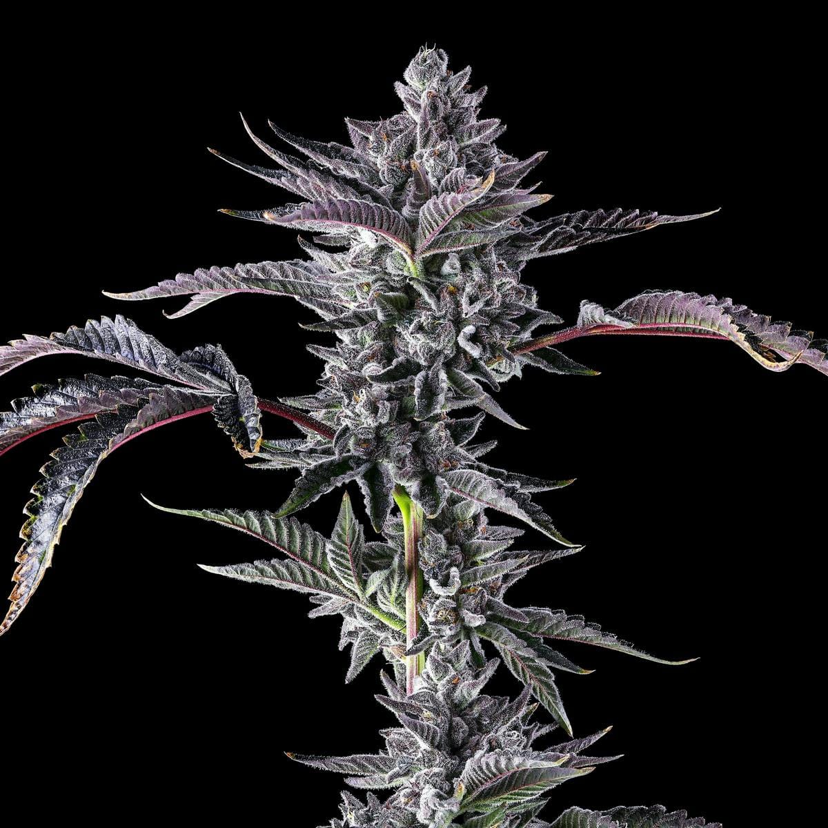 98K Goldies Infused Pre-Rolls 5-Pack [3g] - Maven Genetics -  - $25.21 - Pre-Rolls