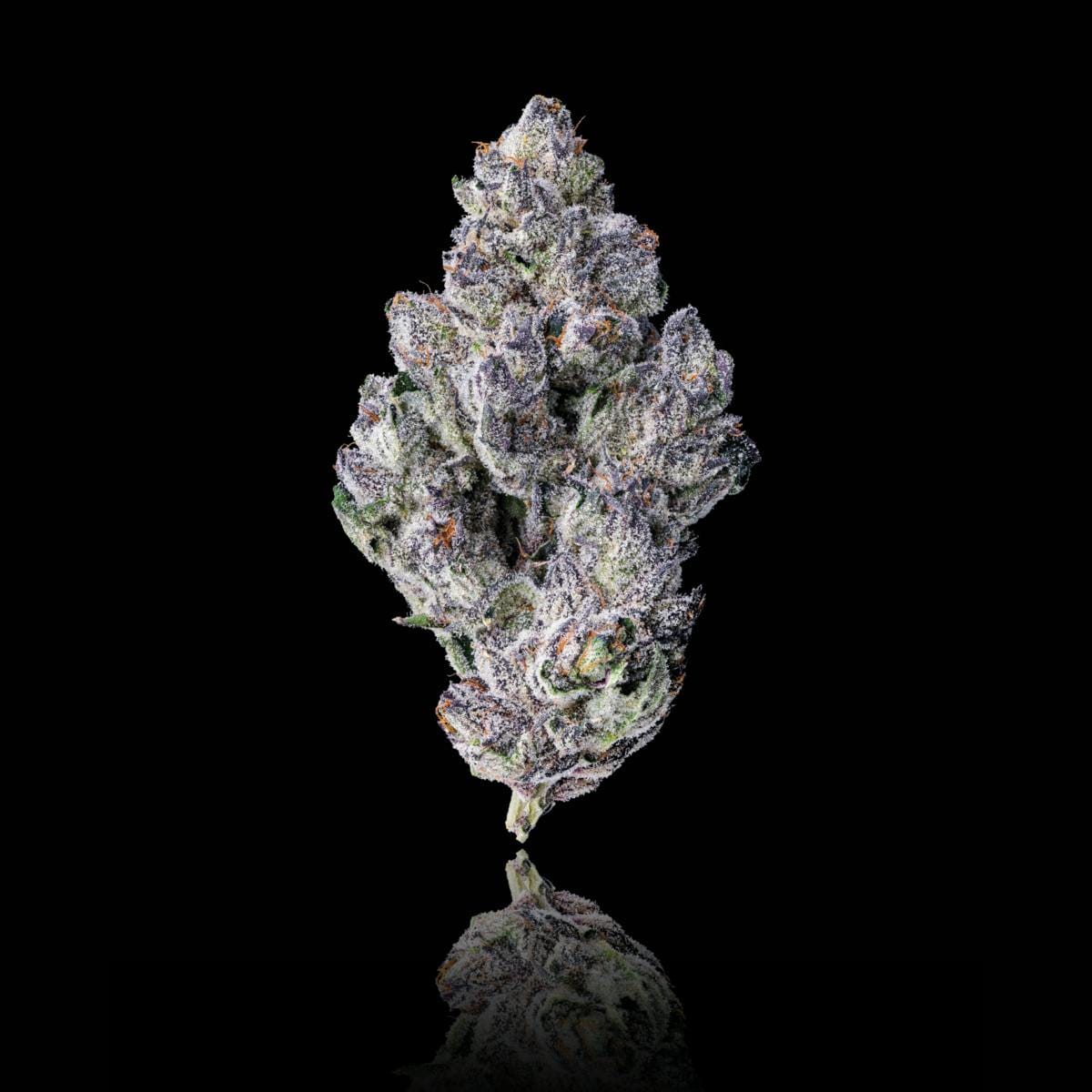 98K Goldies Infused Pre-Rolls 5-Pack [3g] - Maven Genetics -  - $25.21 - Pre-Rolls