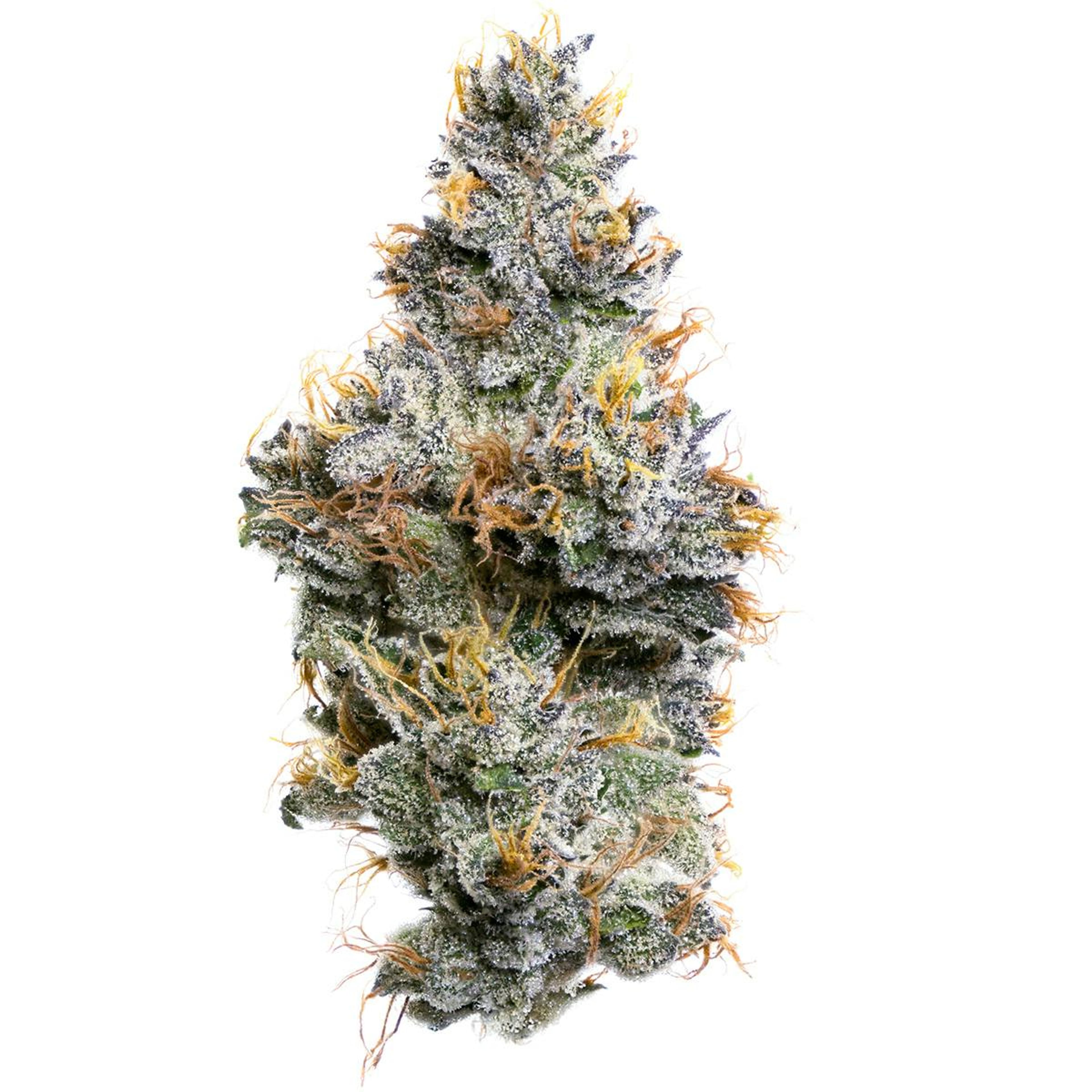 Sherbanger F2 - Jar - Indoor Flower - Fig Farms - Eighth - $49.99 - Flower