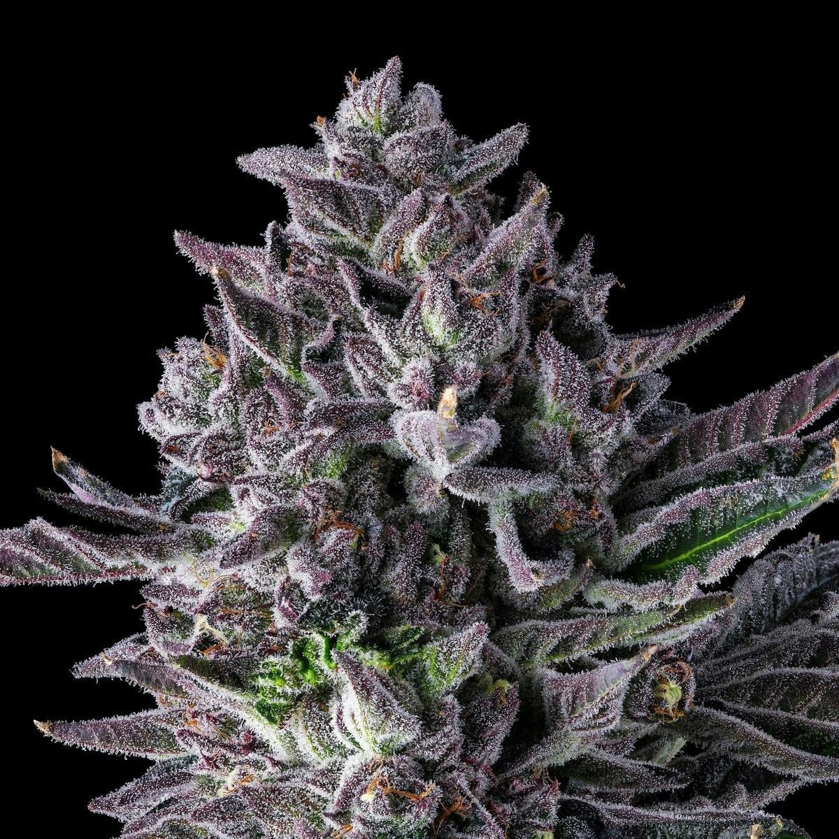 98K Goldies Infused Pre-Rolls 5-Pack [3g] - Maven Genetics -  - $25.21 - Pre-Rolls