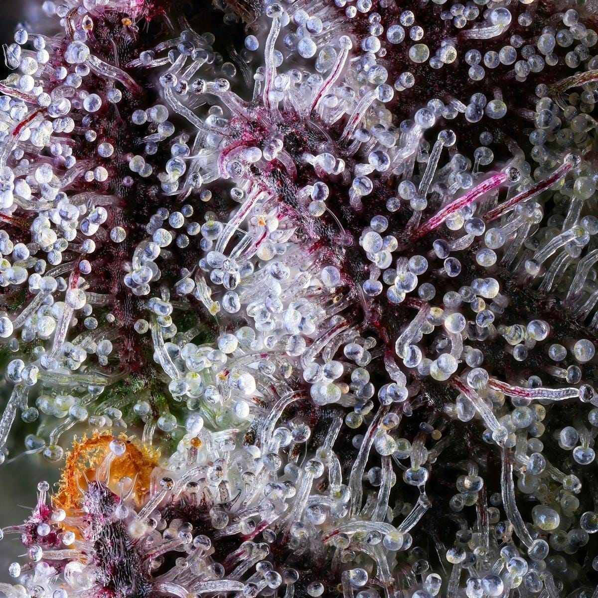 98K Goldies Infused Pre-Rolls 5-Pack [3g] - Maven Genetics -  - $25.21 - Pre-Rolls