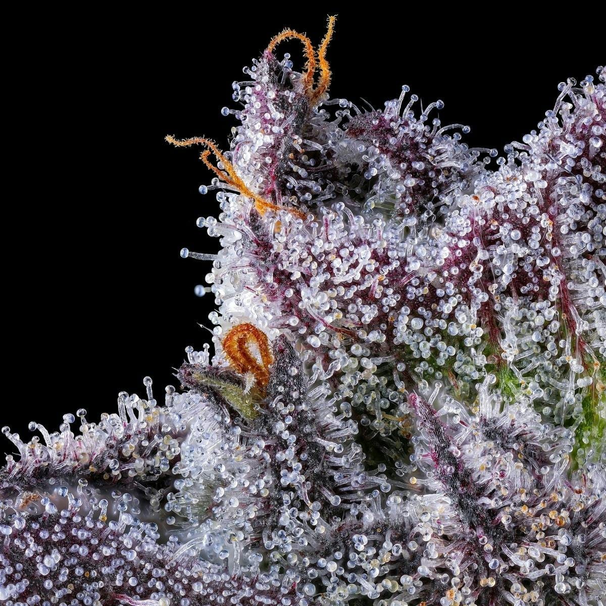 98K Goldies Infused Pre-Rolls 5-Pack [3g] - Maven Genetics -  - $25.21 - Pre-Rolls