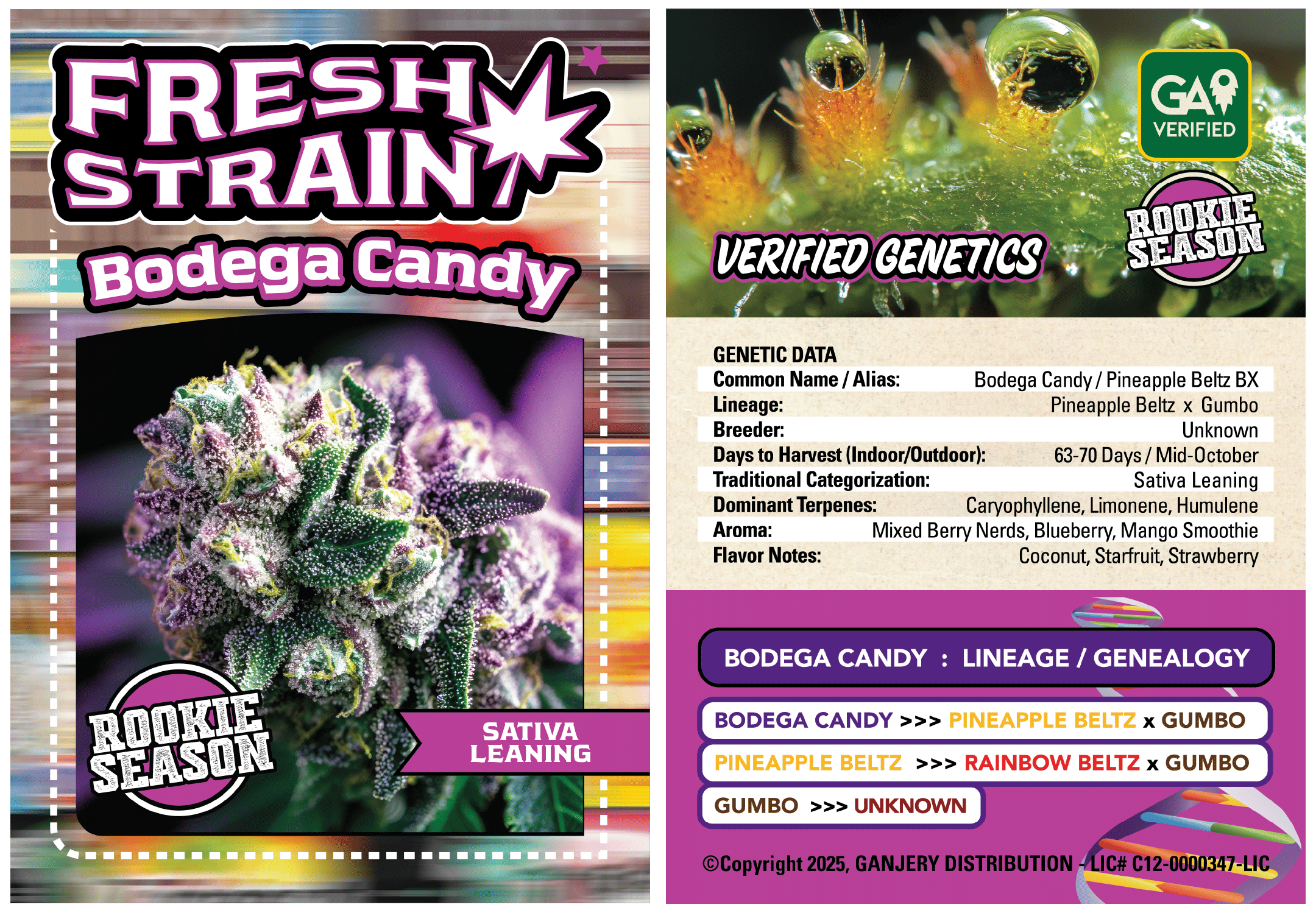 Fresh Strain — Bodega Candy