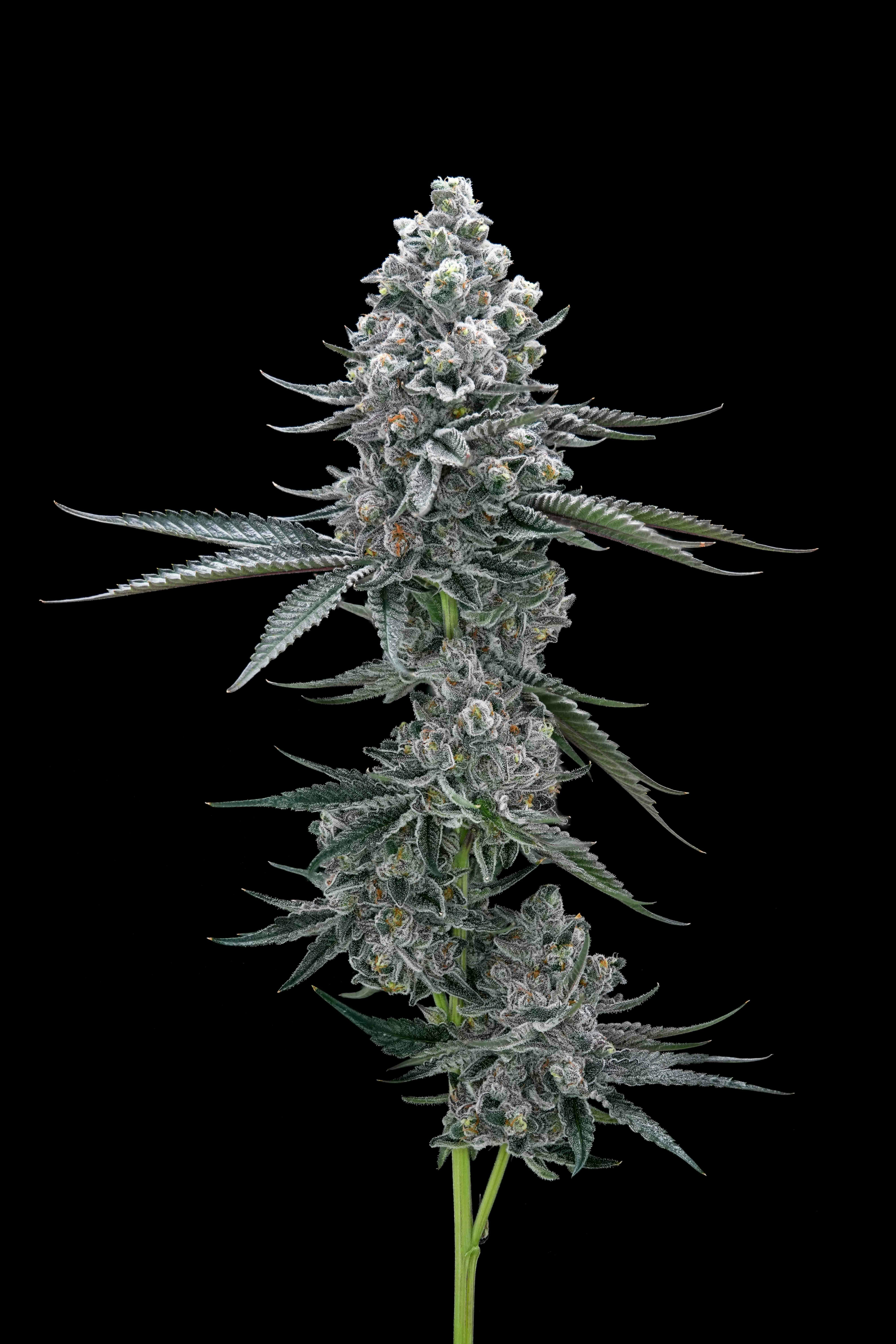 HEADLIGHTENMENT // PREMIUM INDOOR BIGS - 3.5g - AETHER FIELDS -  - $43.22 - Flowers