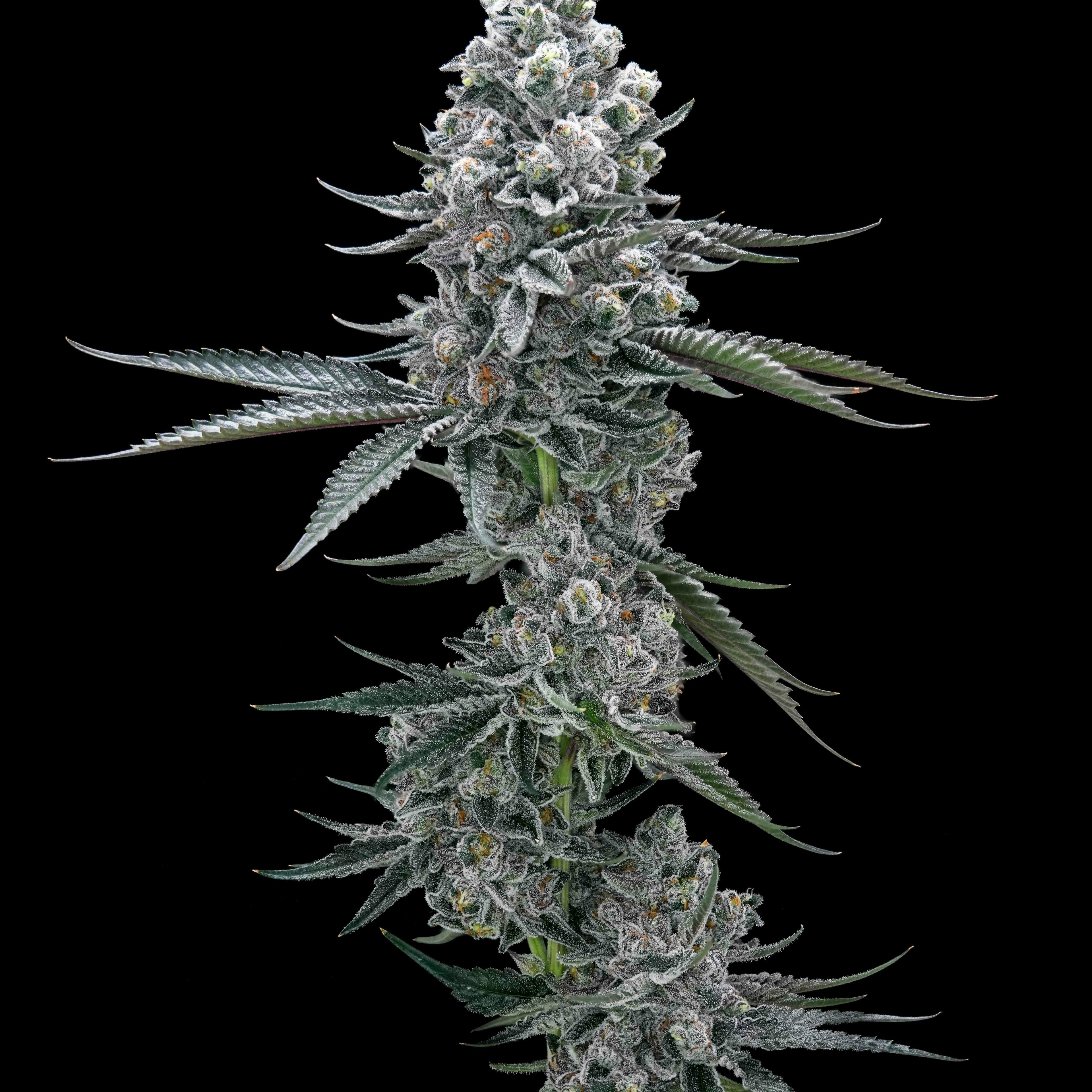 HEADLIGHTENMENT // PREMIUM INDOOR BIGS - 3.5g - AETHER FIELDS - - $43.22 - Flowers