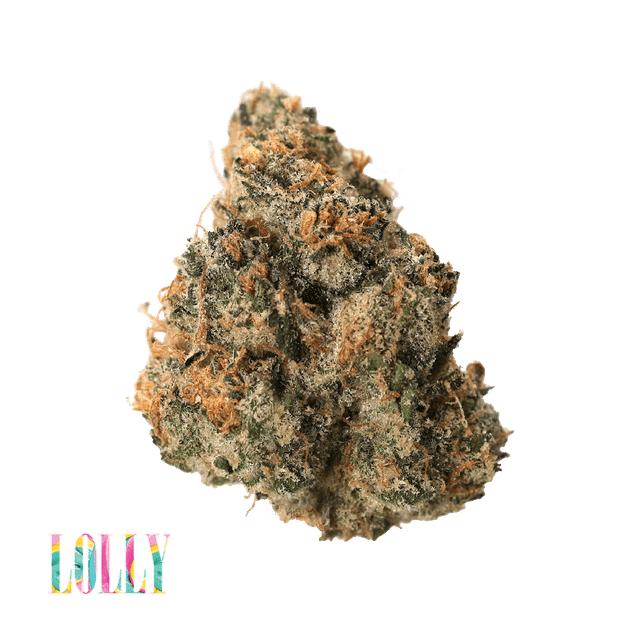 Traditional — Lolly