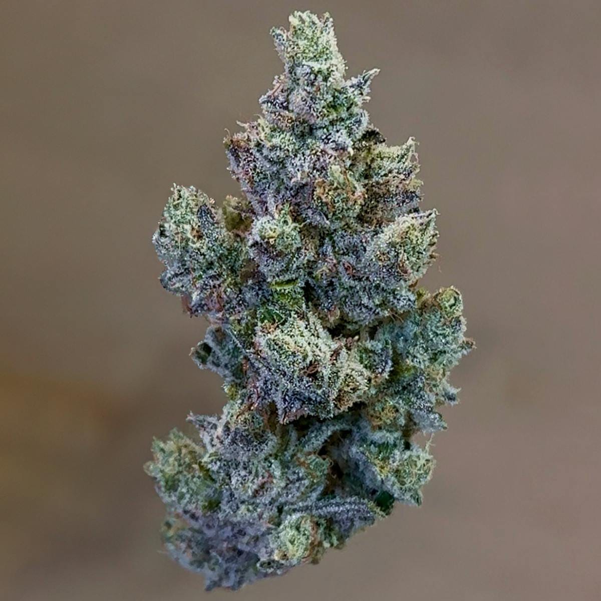 Holy Cow! Pre Roll 5 Pack - 2.5g - Fig Farms -  - $35 - Pre-Rolls