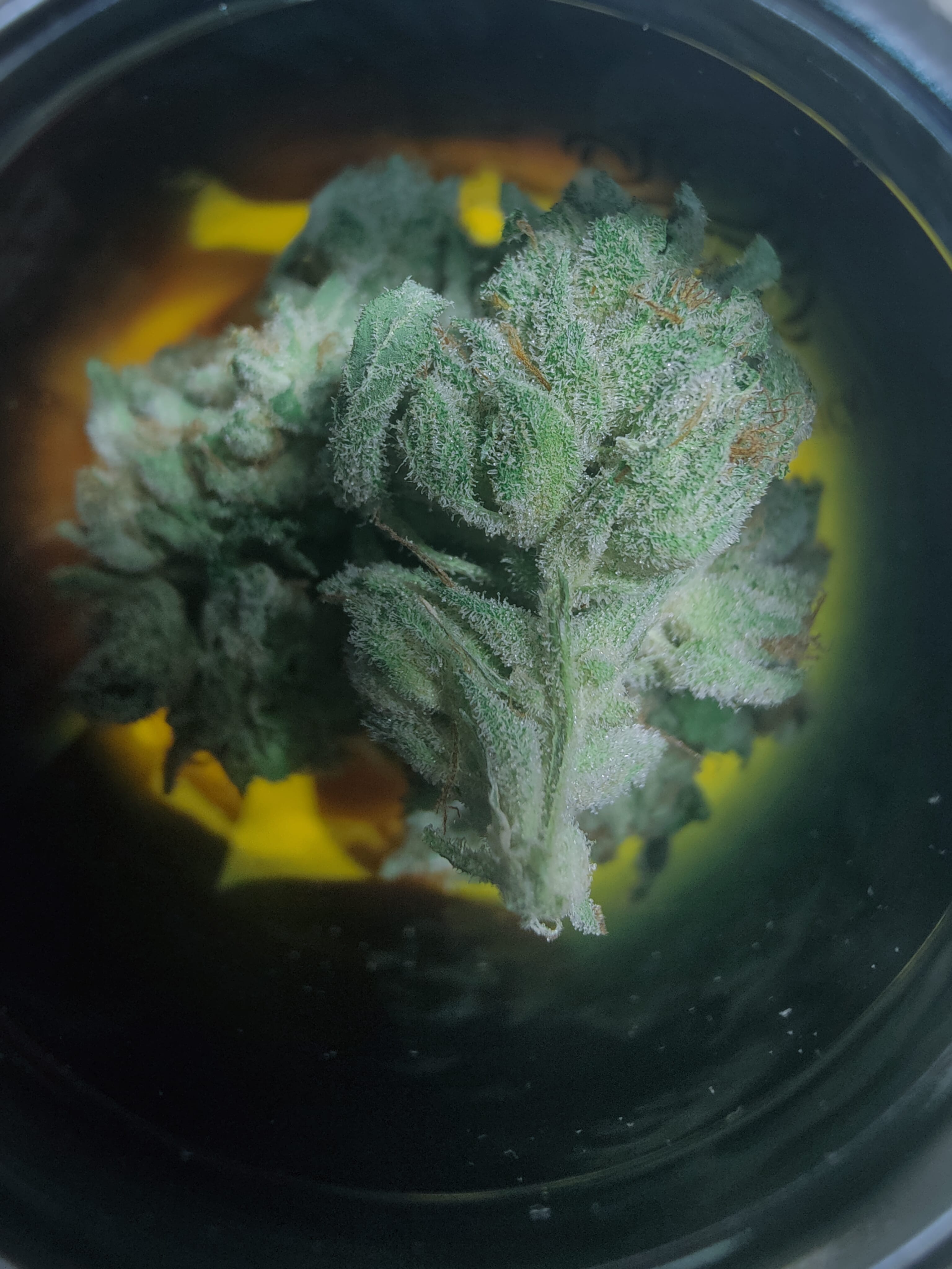 Sticky Status — Gorilla Glue 3.5g Jar