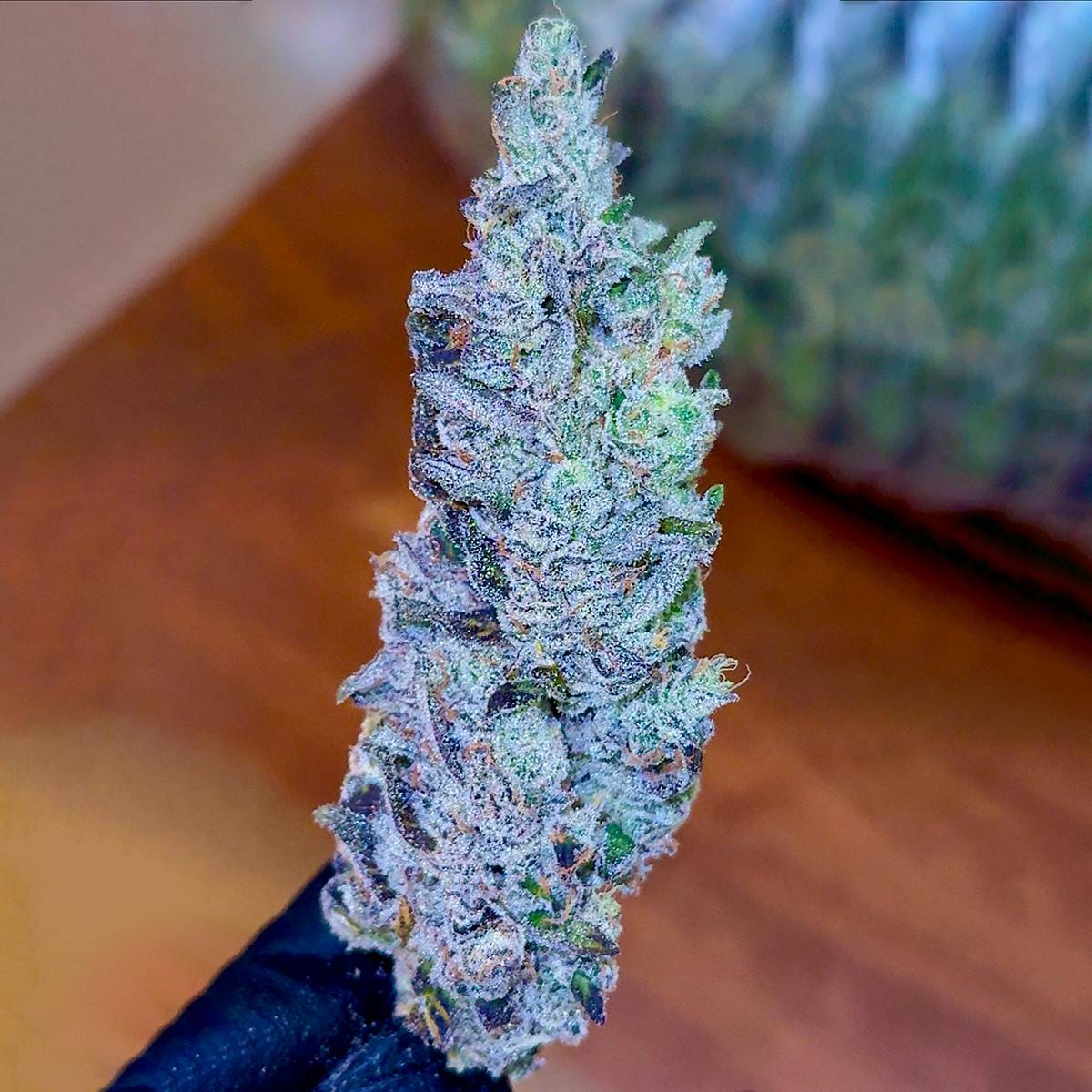 Holy Cow! Pre Roll 5 Pack - 2.5g - Fig Farms -  - $35 - Pre-Rolls